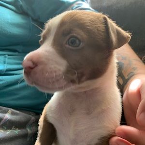 Meet your Posher, Rubiel